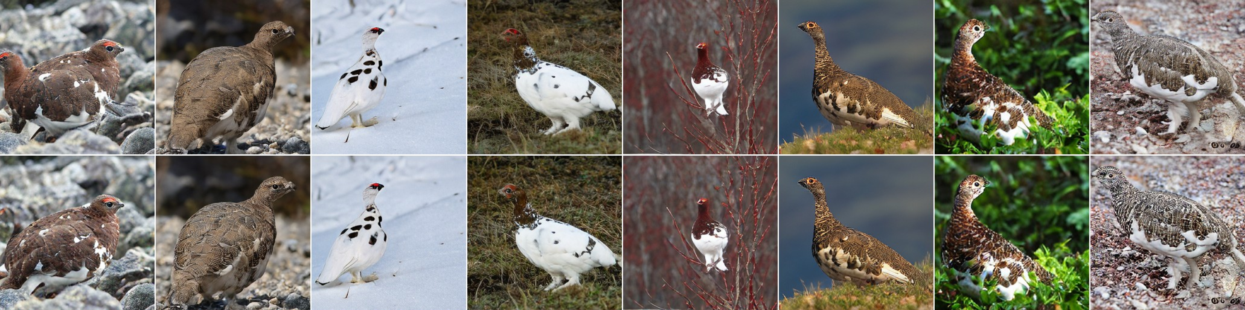Ptarmigan samples before and after decoder adaptation.